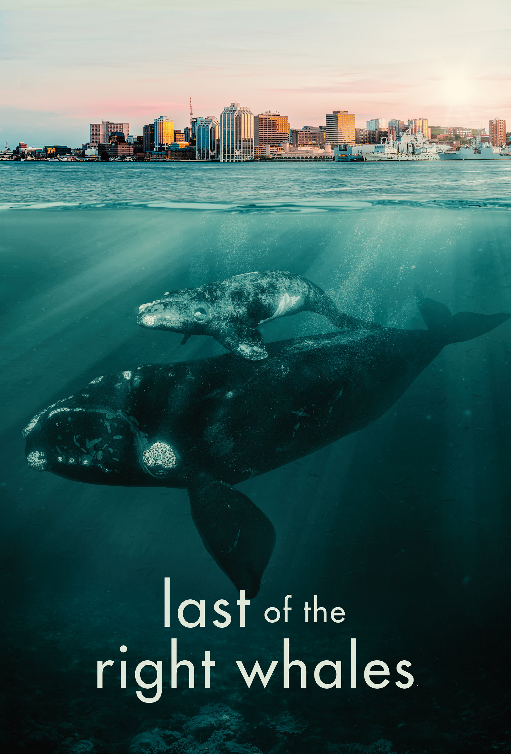Les dernières baleines noires