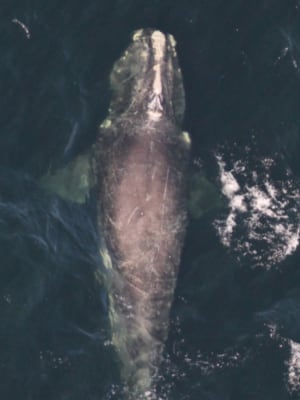 Les dernières baleines noires – NARW n° 4615
