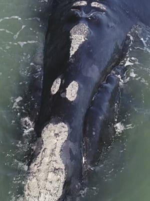 Les dernières baleines noires – Snow Cone (NARW #3560)