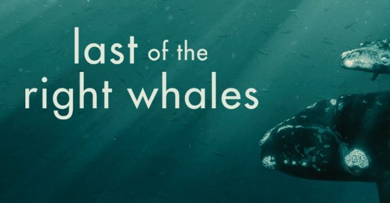 Les dernières baleines noires