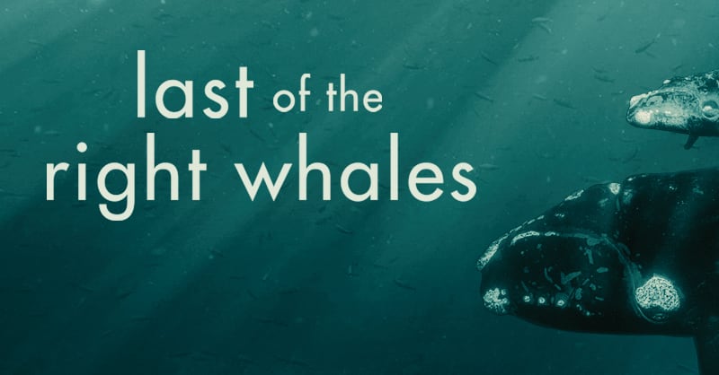 The Film - Last of the Right Whales